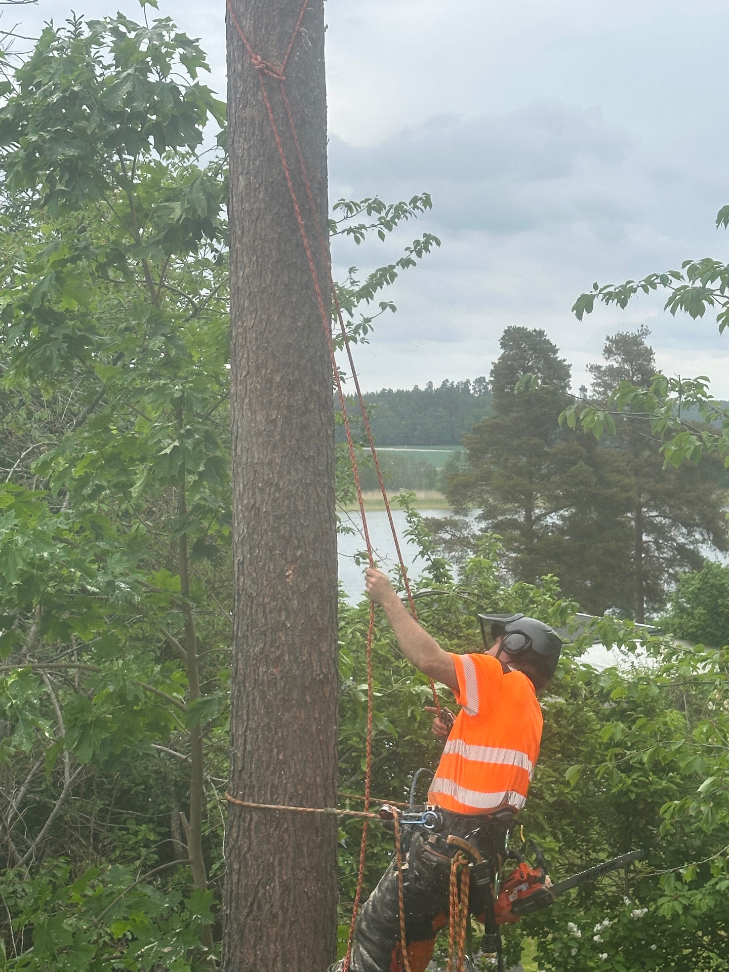 Arborist utför sektionsfällning av träd vid sjö i Sörmland